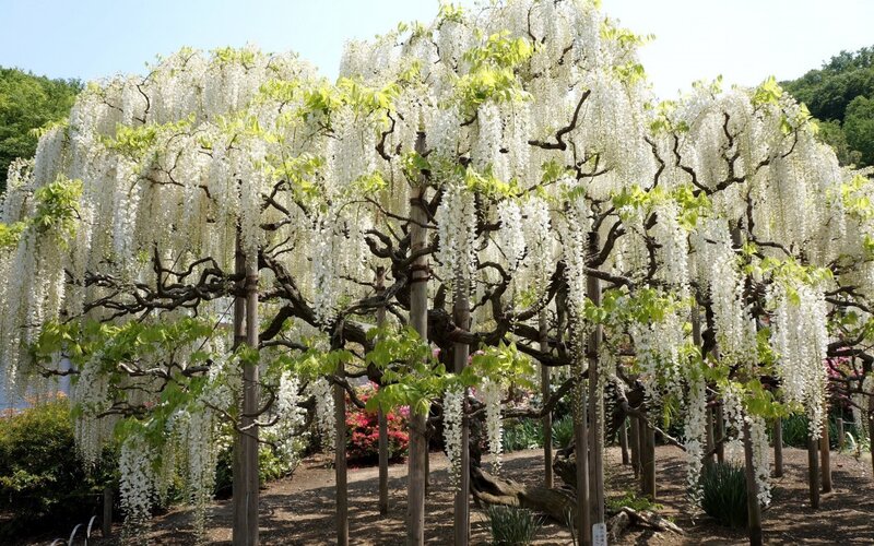 White Wisteria Tree — Serene, Spring