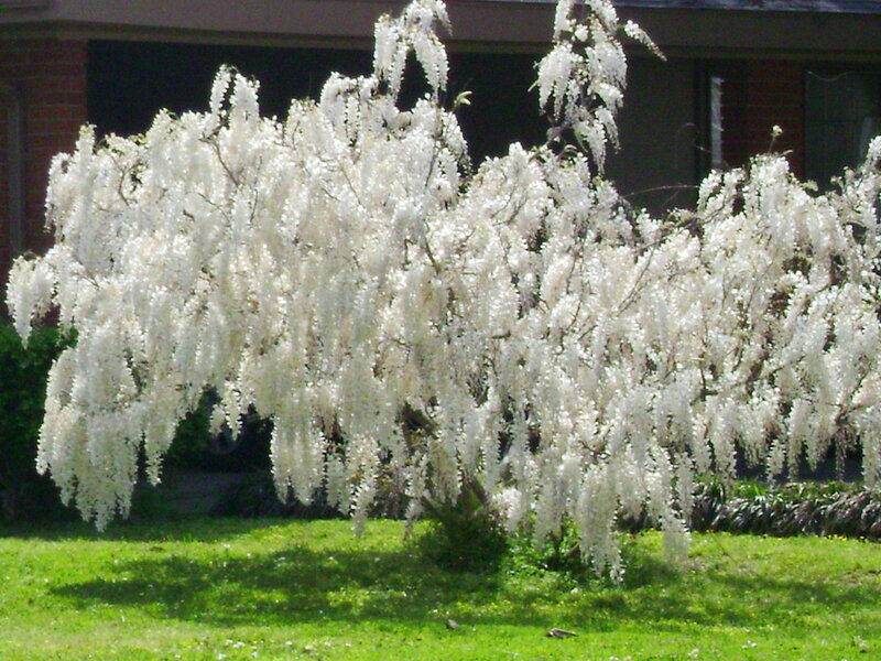 White Wisteria Tree — Serene