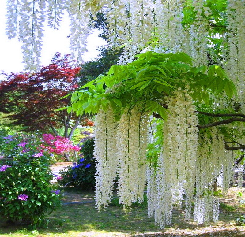 White Wisteria Tree