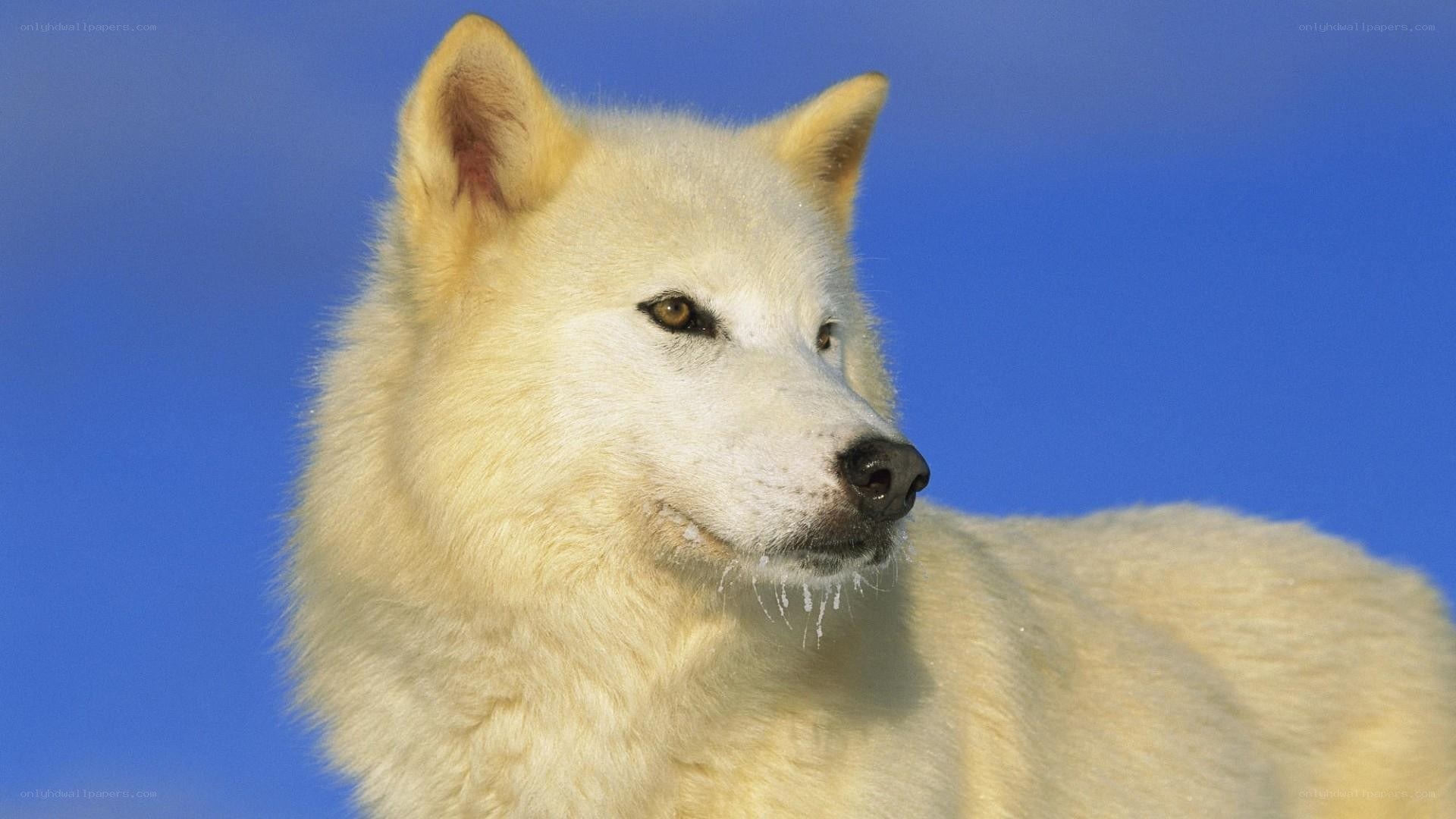 white wolf against blue sky