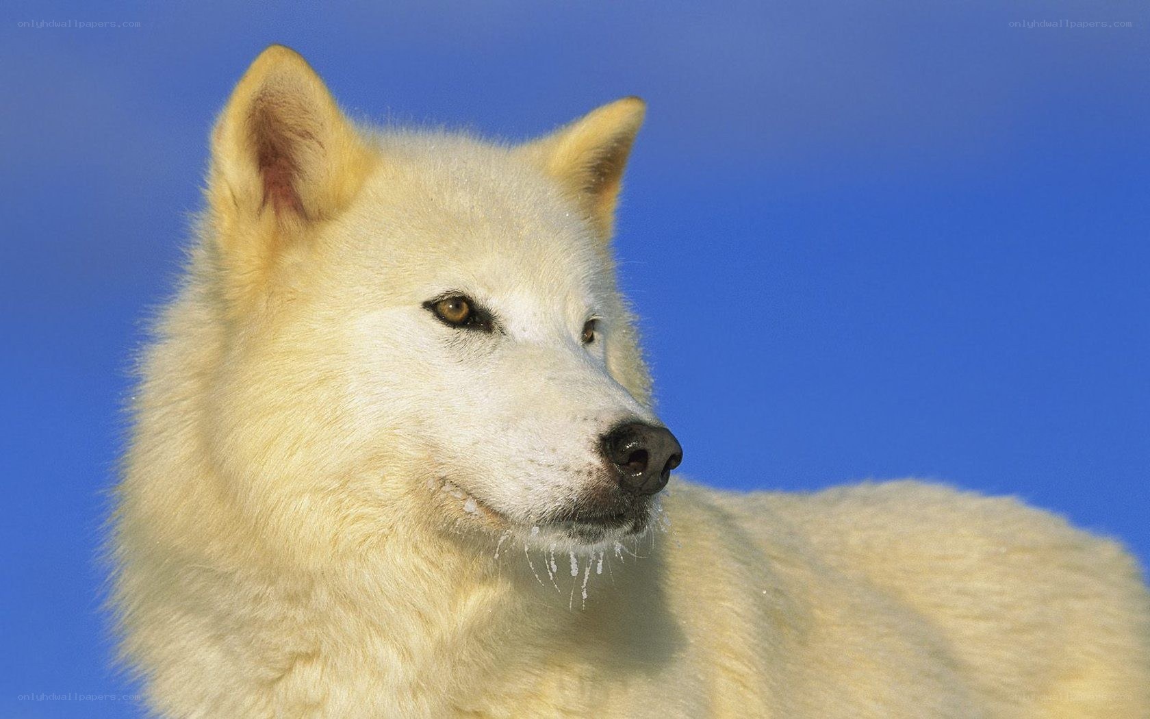 white wolf against blue sky