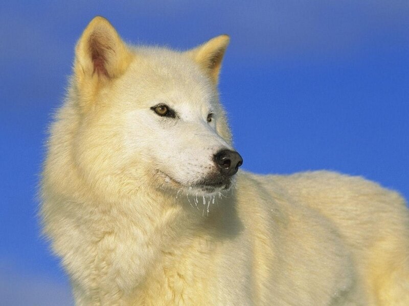 white wolf against blue sky