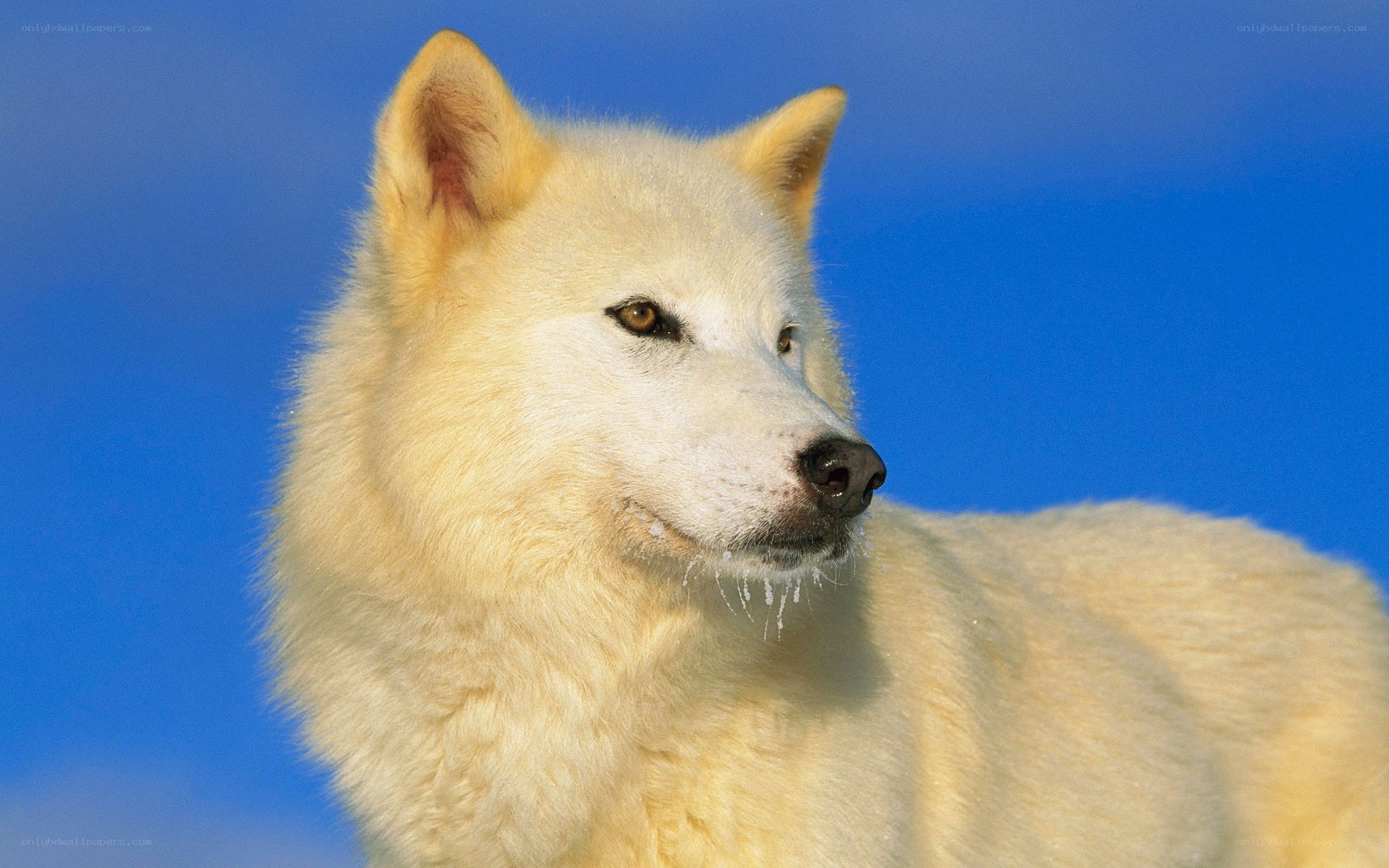 white wolf against blue sky