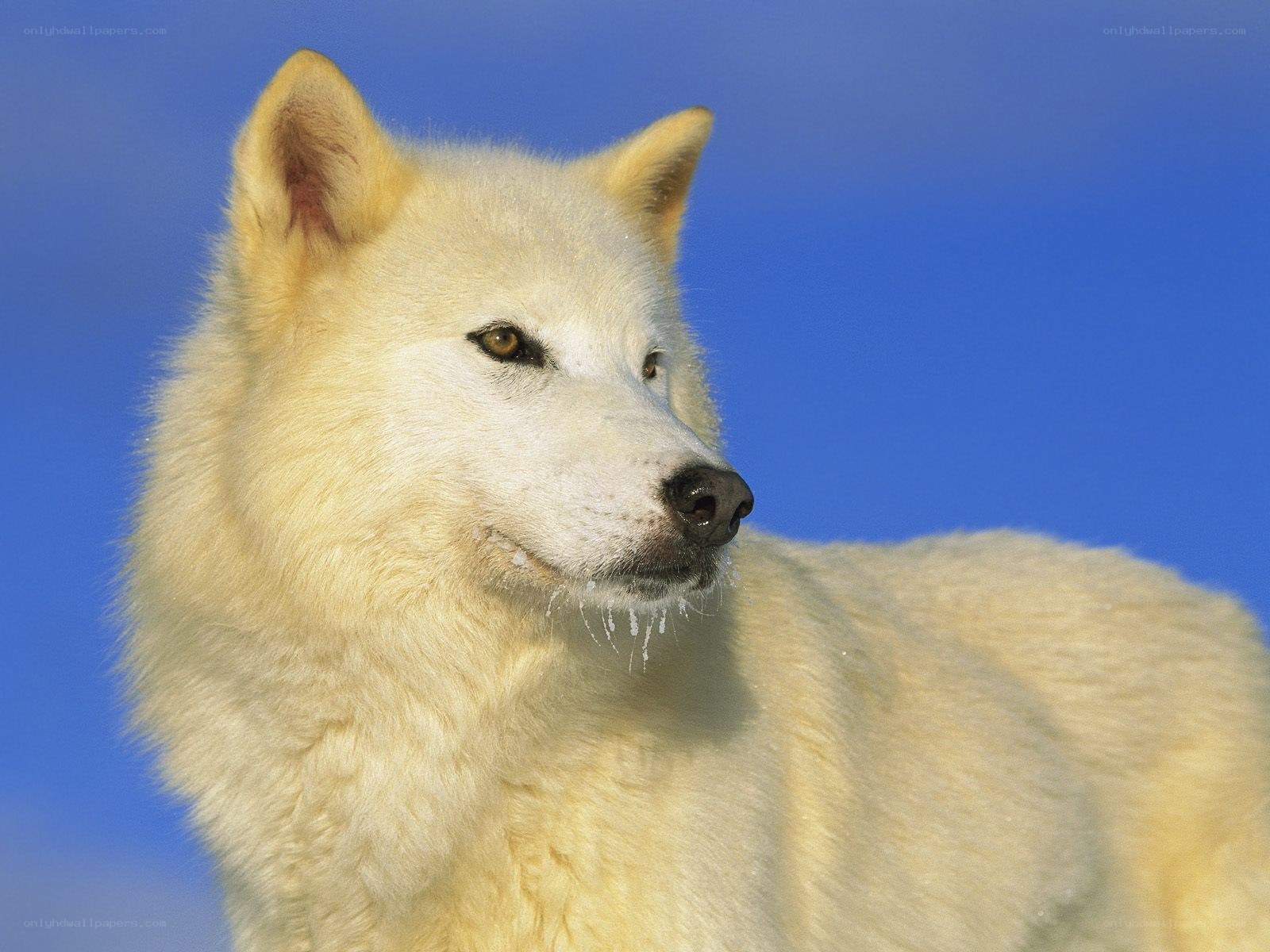 white wolf against blue sky