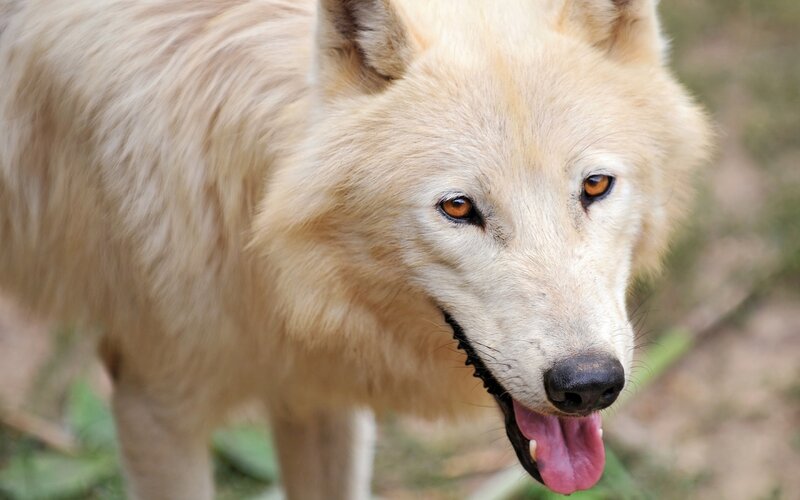 White Wolf — Alert, Afternoon