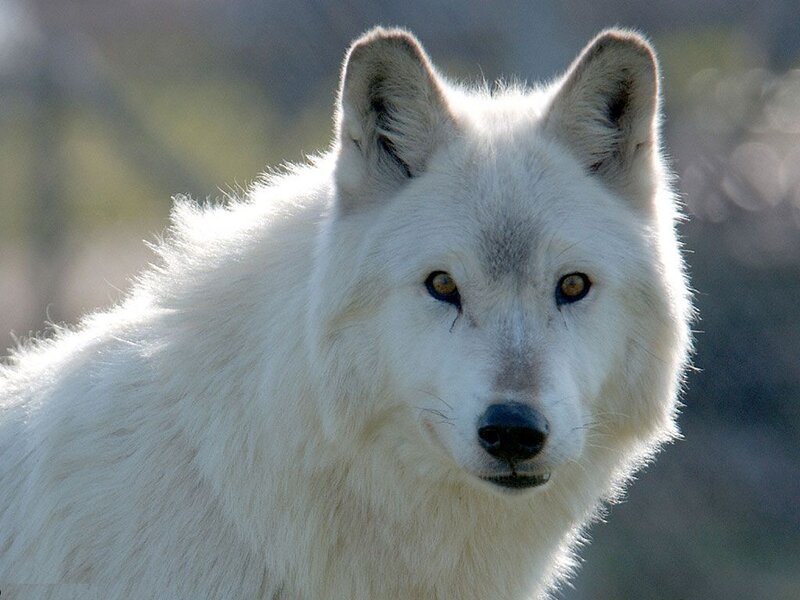 White Wolf — Alert, Photograph, Eyes