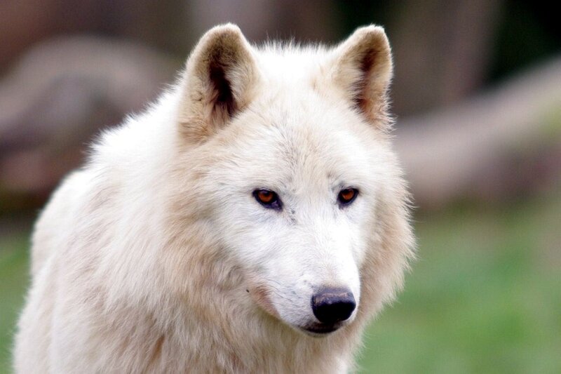 White Wolf — Alert, Photograph