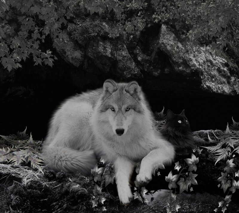 White Wolf and Black Cat