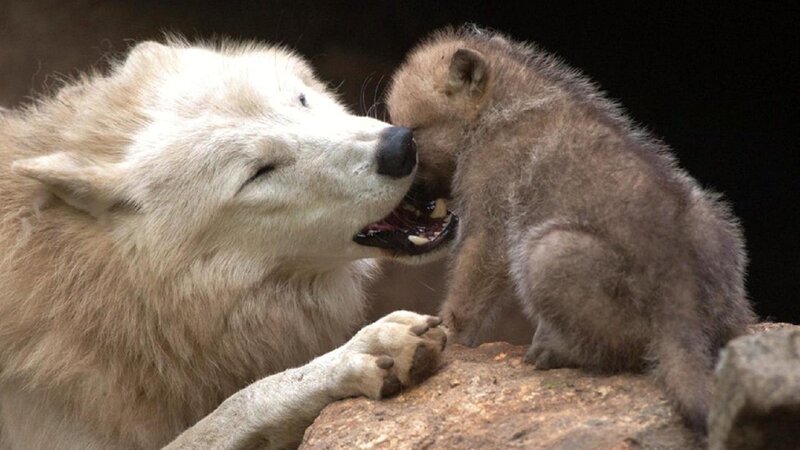 White Wolf and Cub — Intimate