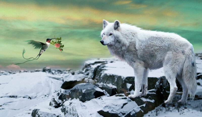 White Wolf and Hummingbird