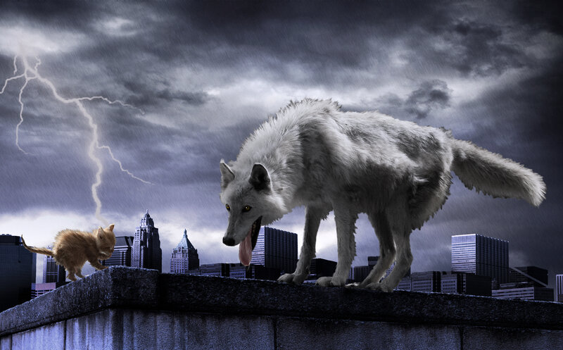 White Wolf and Kitten — Gray