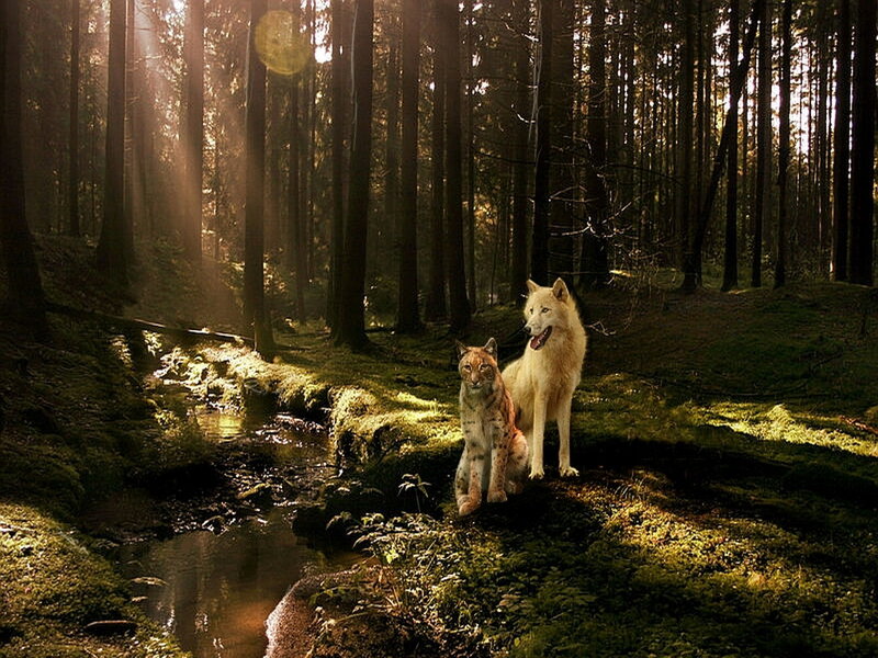 White Wolf and Lynx