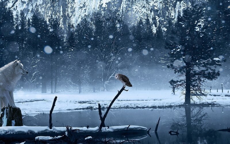 White Wolf and Owl — Blue, Serene