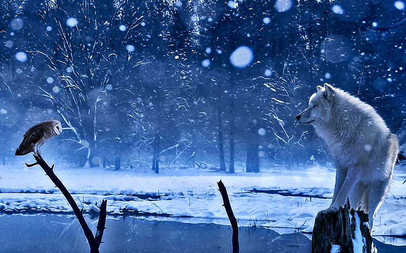 White Wolf and Owl — Blue, Serene, Winter, Digital Art