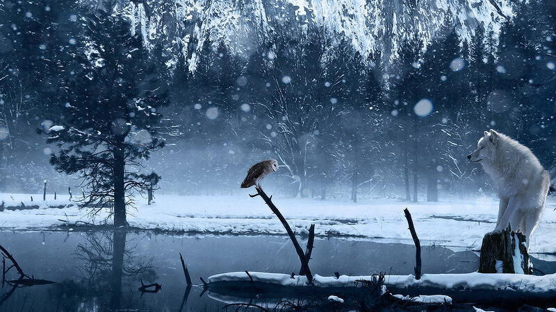 White Wolf and Owl — Blue, Serene, Winter