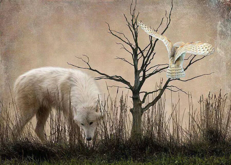White Wolf and Owl — Brown