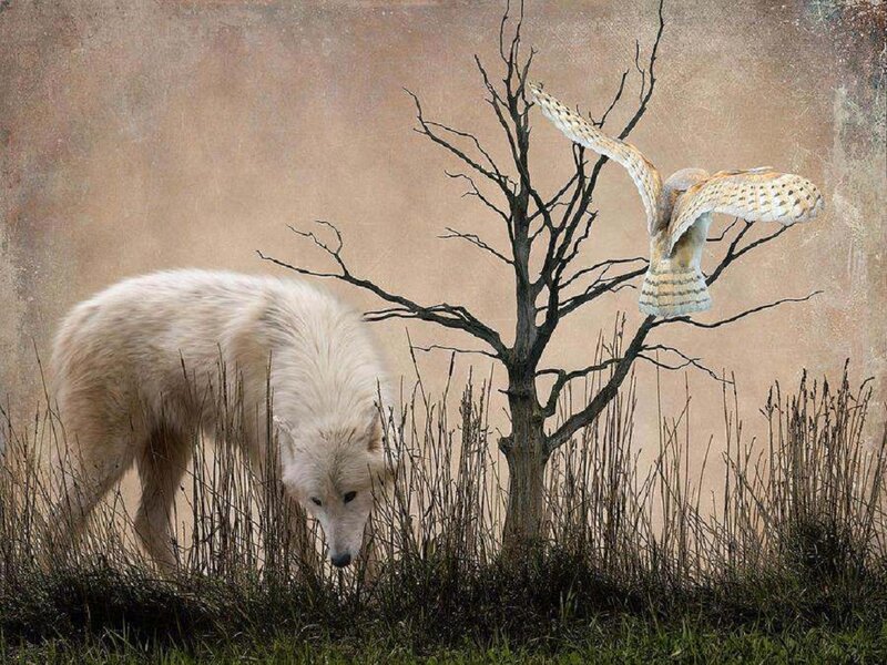 White Wolf and Owl