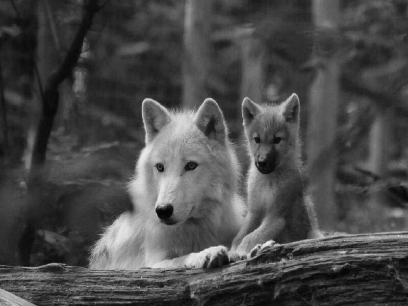 White Wolf and Pup — Black