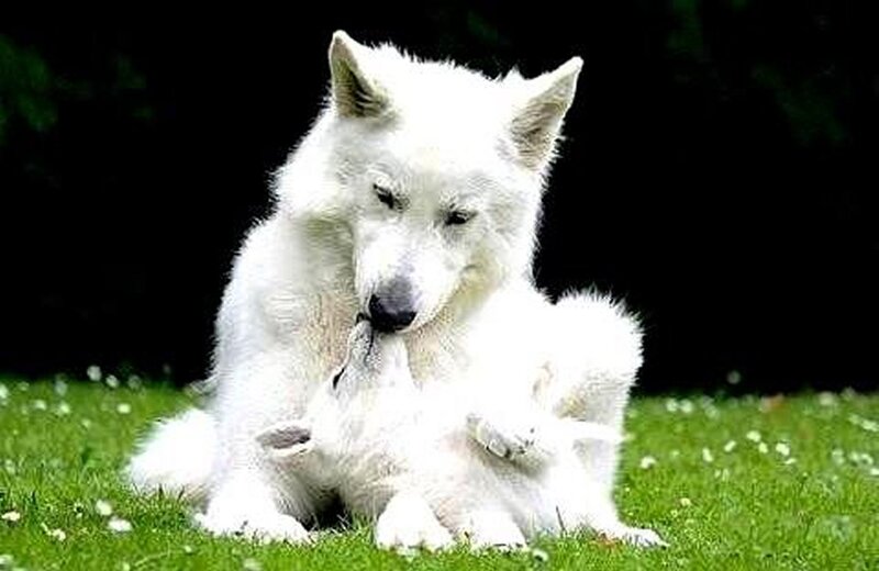 White Wolf and Pup — Calm, Afternoon