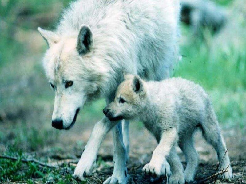 White Wolf and Pup — Calm, Photograph