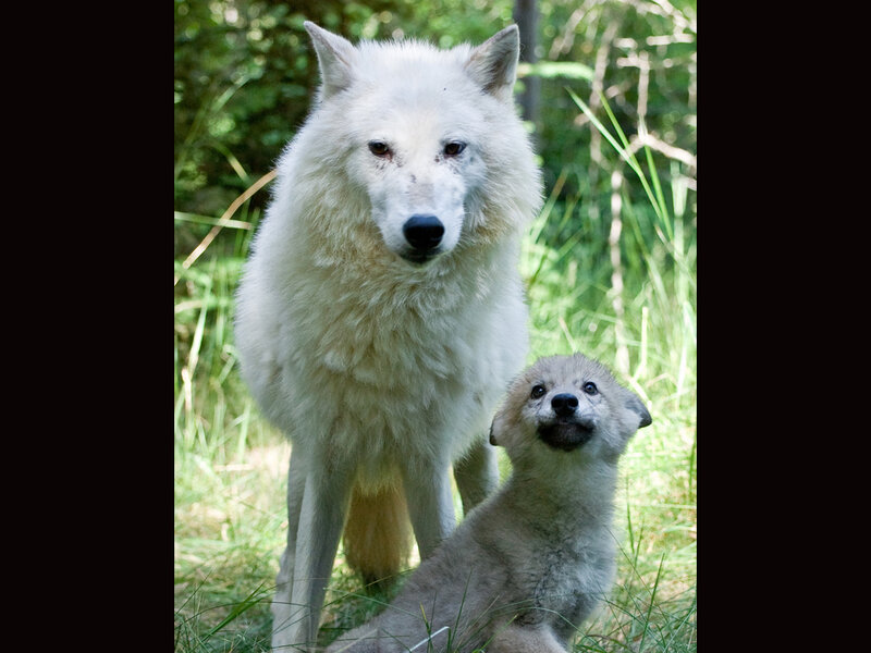 White Wolf and Pup — Calm