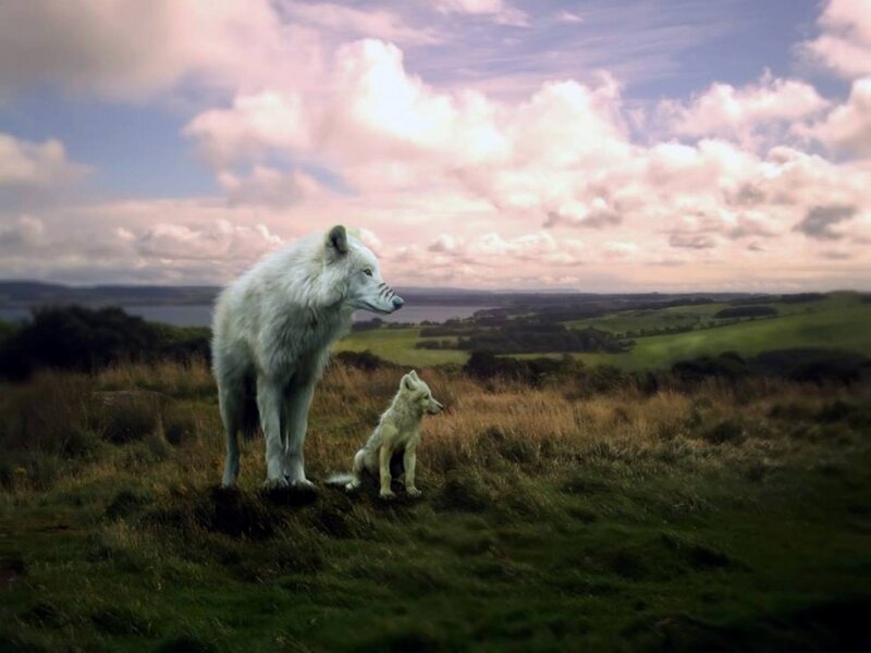White Wolf and Pup — Green