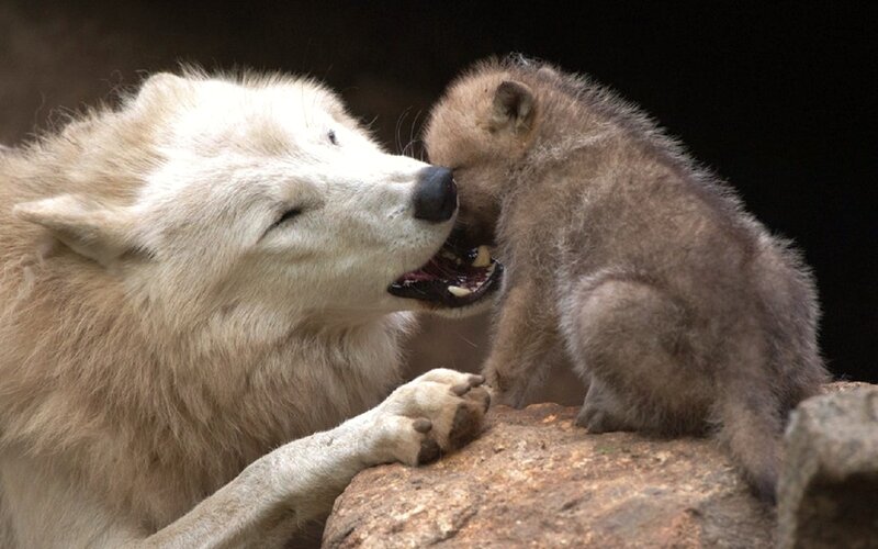 White Wolf and Pup — Intimate