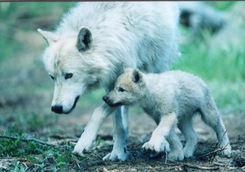 White Wolf and Pup