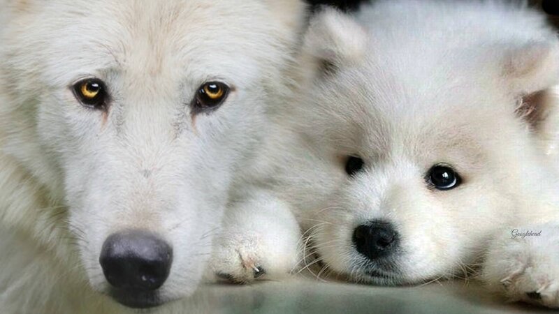 White Wolf and Puppy — Calm