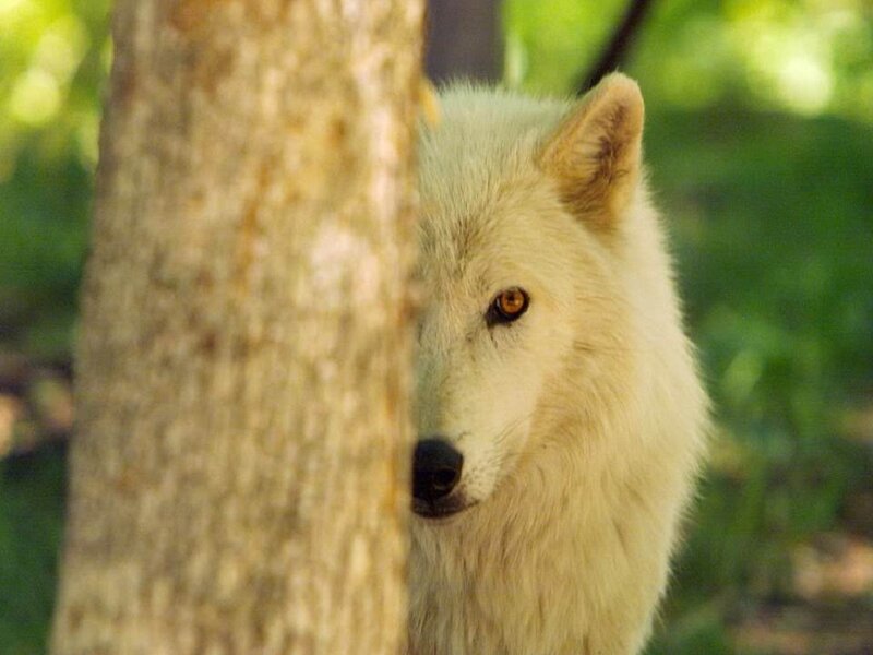 White Wolf Behind Tree — Calm, Afternoon