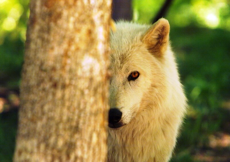 White Wolf Behind Tree — Calm