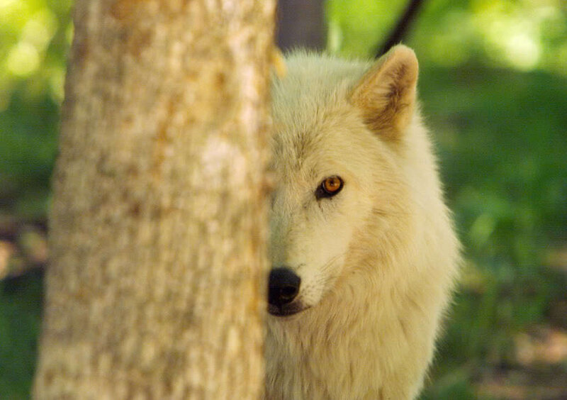 White Wolf Behind Tree