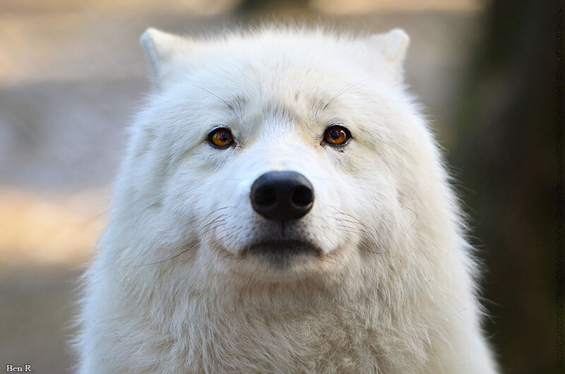 White Wolf — Calm, Photograph, Eyes