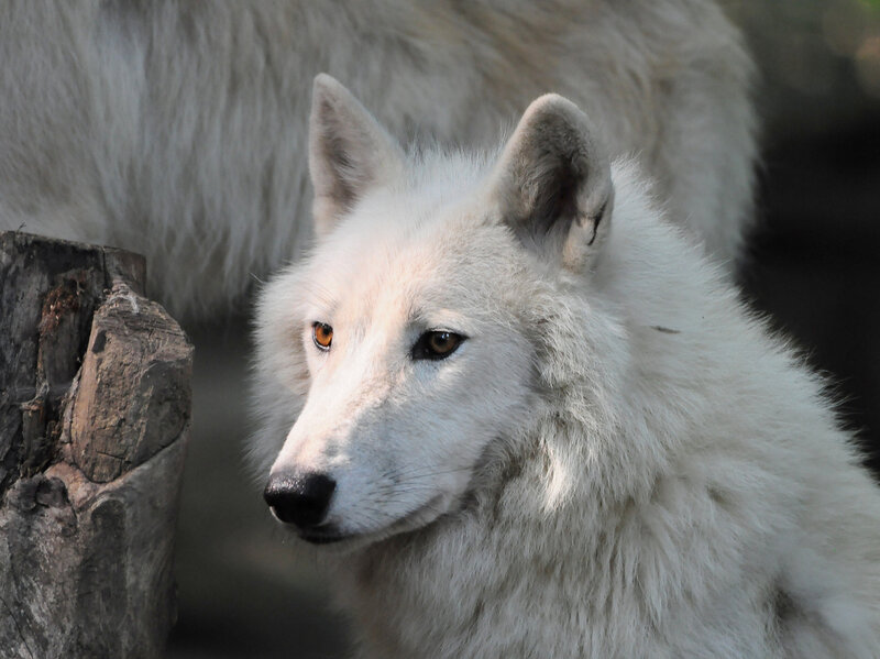 White Wolf — Calm