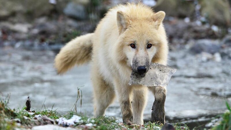 White Wolf Carrying Ice — Natural