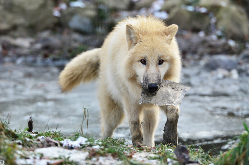 White Wolf Carrying Ice