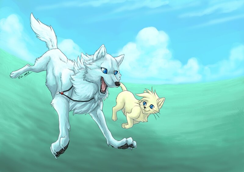 White Wolf Chasing Kitten