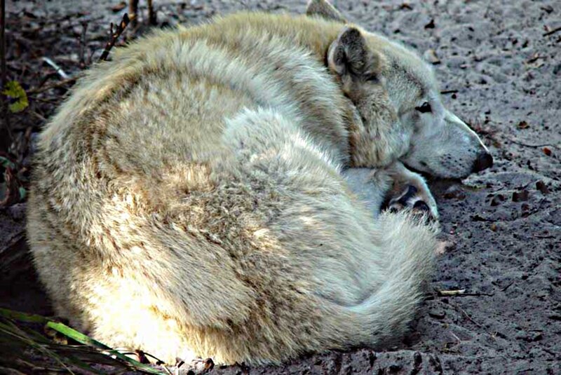 White Wolf Curled Up