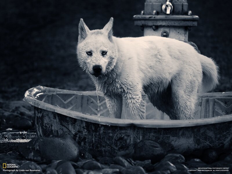 White wolf drinking from tub
