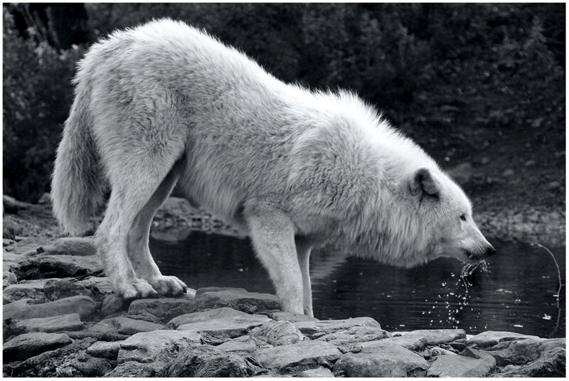 White Wolf Drinking Water — Black, Calm, Photograph