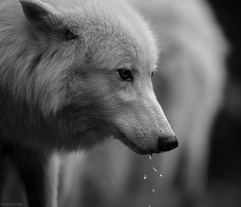 White Wolf Drinking Water — Black, Calm, Photograph, Water Droplets