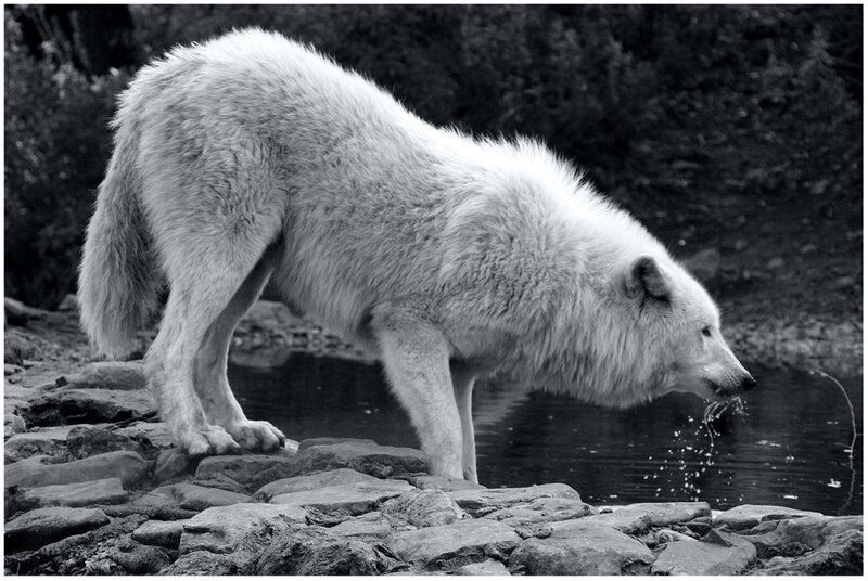 White Wolf Drinking Water — Black, Calm
