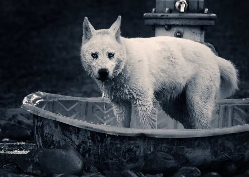 White Wolf Drinking Water — Black
