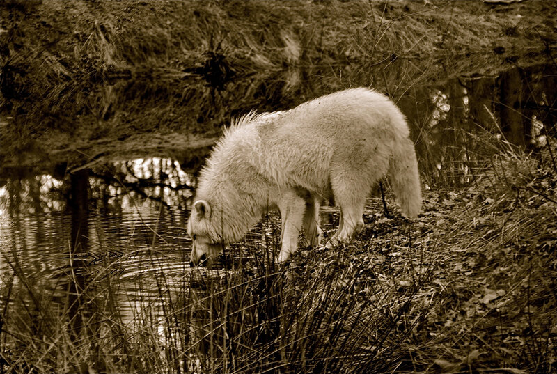 White Wolf Drinking Water — Brown