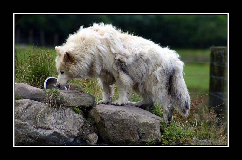 White Wolf Drinking Water — Calm, Afternoon