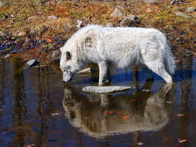 White Wolf Drinking Water — Calm, Autumn