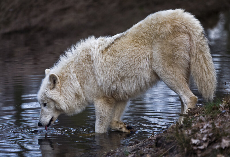 White Wolf Drinking Water — Calm, Photograph