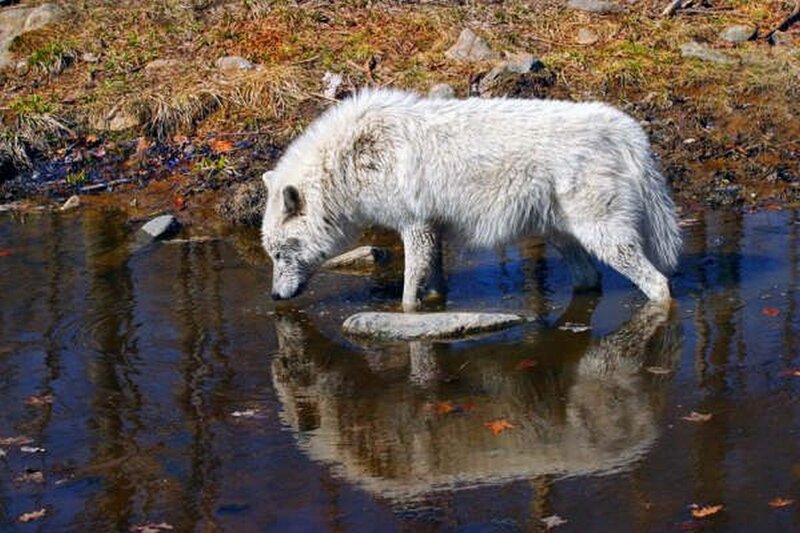 White Wolf Drinking Water — Calm