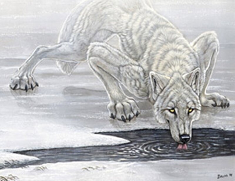 White Wolf Drinking Water — Gray