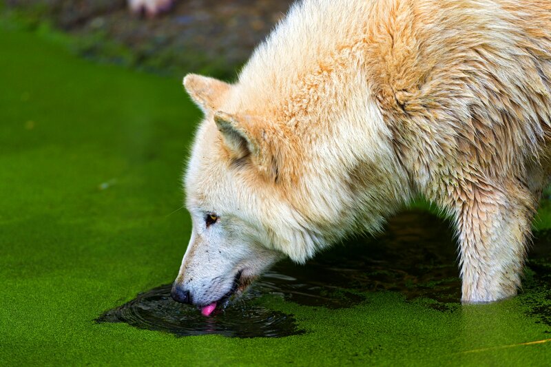 White Wolf Drinking Water — Green, Natural